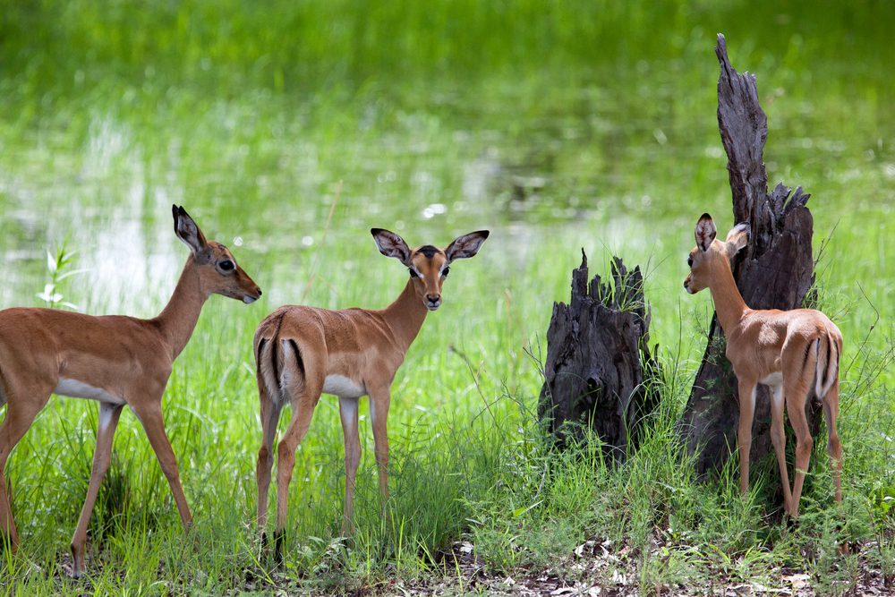 Responsible Wildlife Tourism in Zambia, a Safari Guide