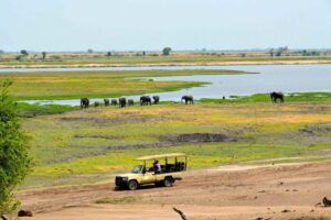 Chobe Game Drive